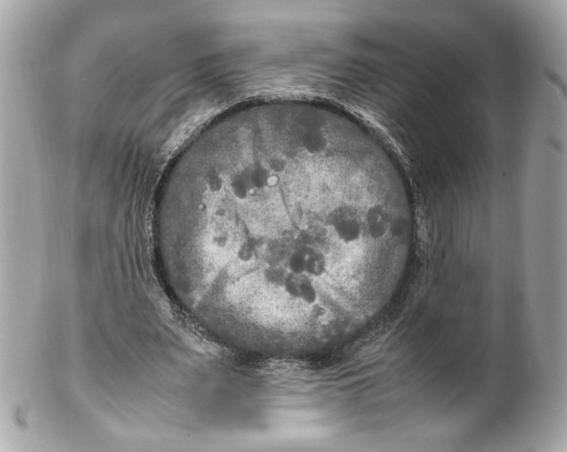 X0000102250487200808151820