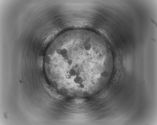 X0000102250495200808151820