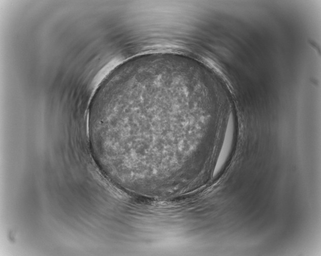 X0000102251275200808151809