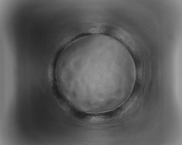 X0000102260303200807251335