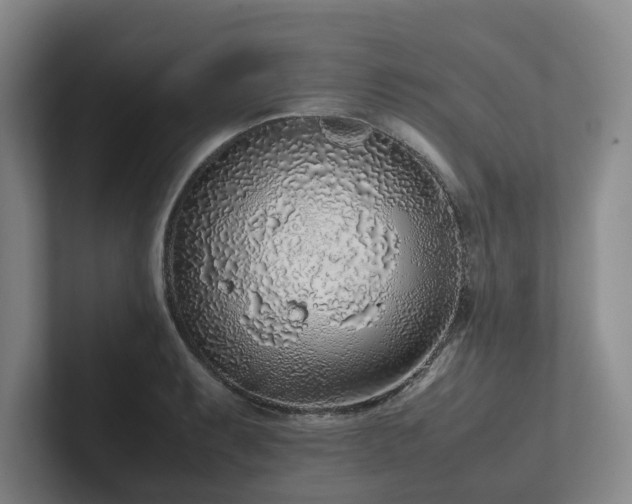 X0000102261087200807251324