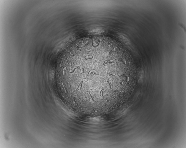 X0000102260365200808011410