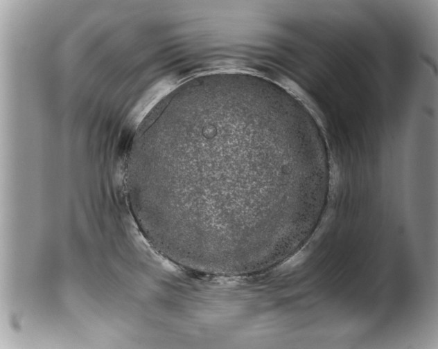 X0000102261385200808011354