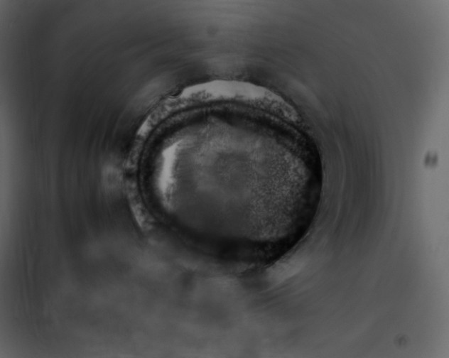 X0000102260432200808081405