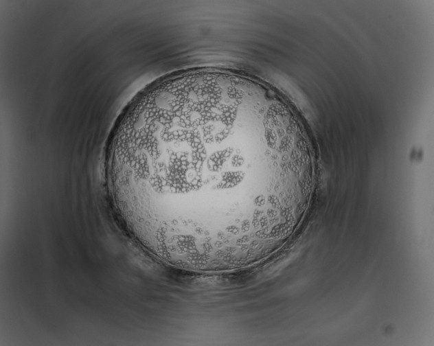 X0000102260883200808081358