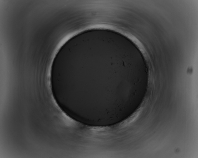 X0000102261199200808081353