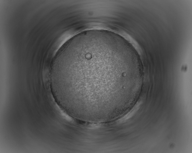 X0000102261385200808081350