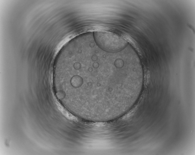 X0000102261130200808151834