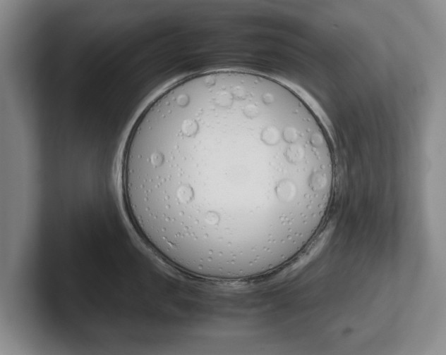 X0000102270957200807250855