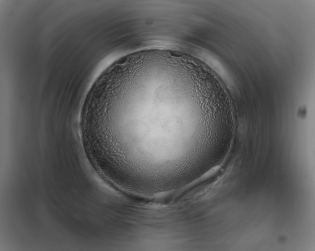 X0000102281283200807251350