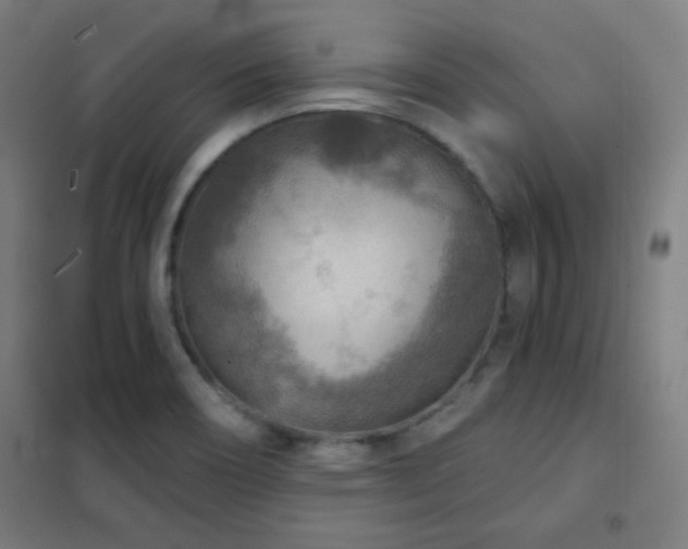 X0000102281466200807251347