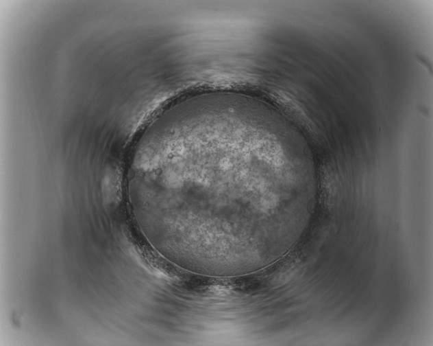 X0000102280496200808011453