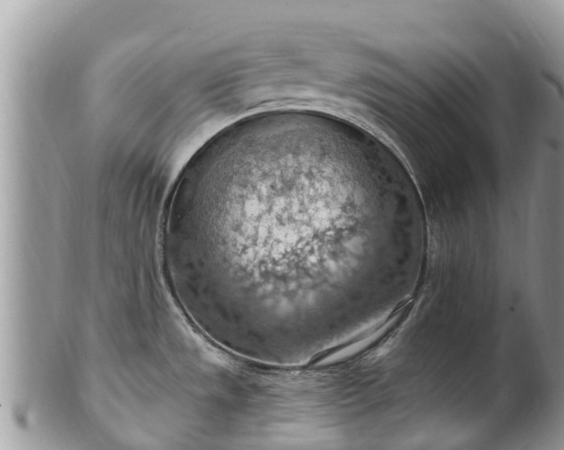 X0000102281533200808011439