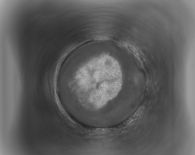 X0000102280145200808081509