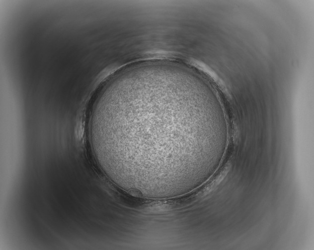 X0000102281259200808081455