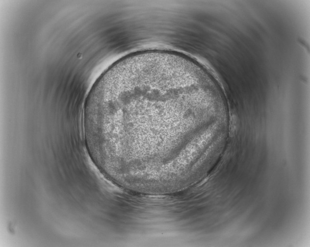 X0000102281295200808151918