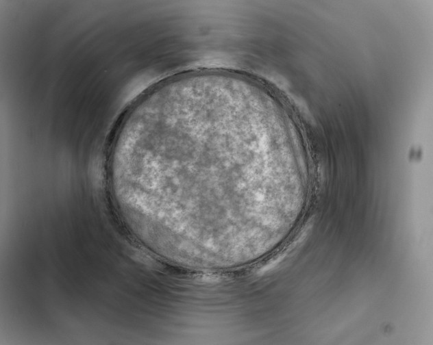 X0000102281266200808221255