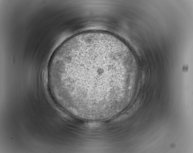 X0000102281274200808221255