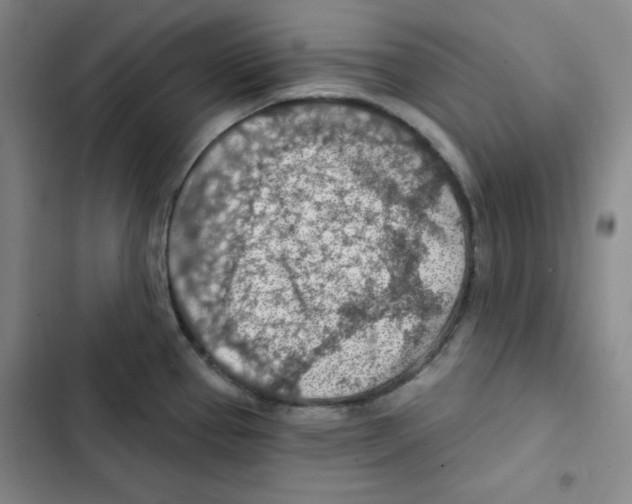 X0000102281337200808221255