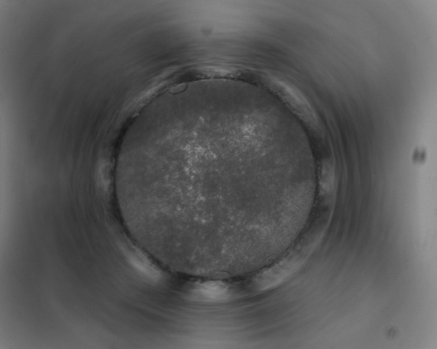 X0000102290409200807251426