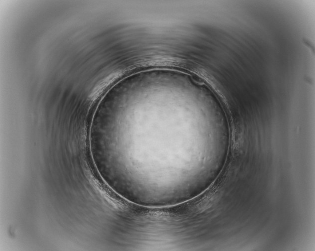 X0000102290437200808011516