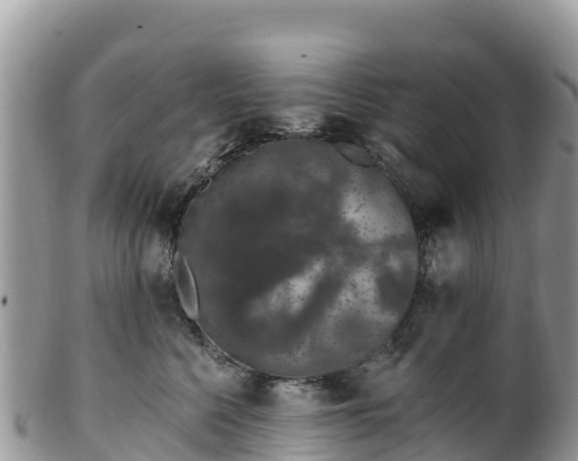 X0000102290568200808011515