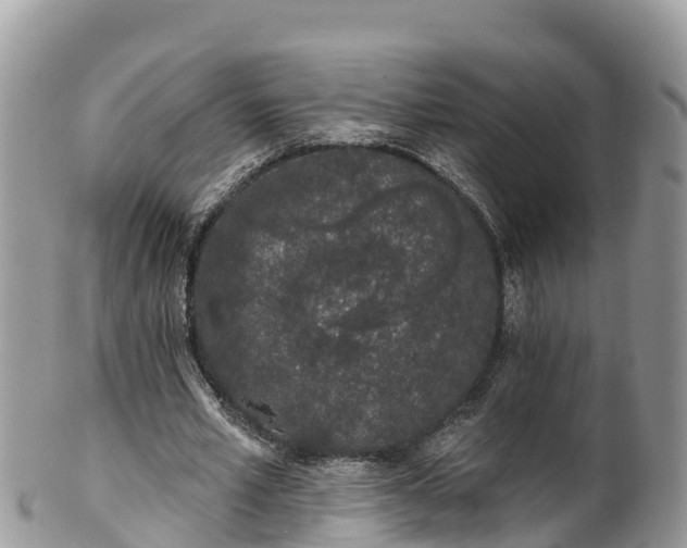 X0000102290581200808011515