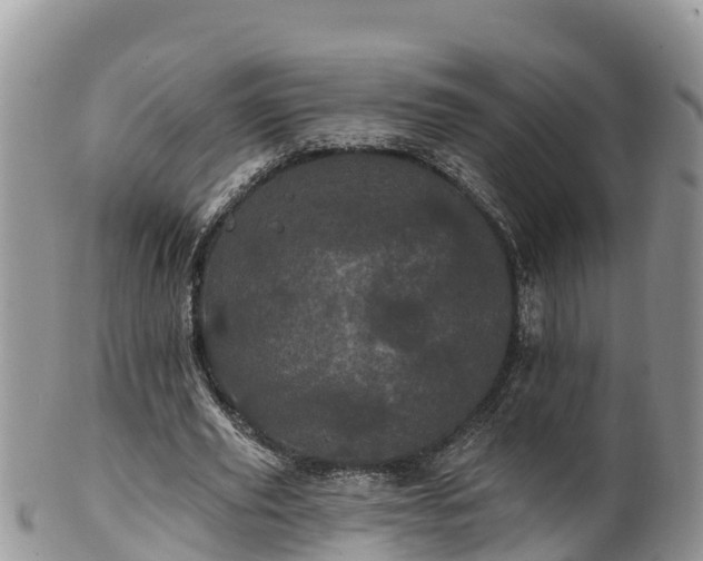 X0000102290629200808011514