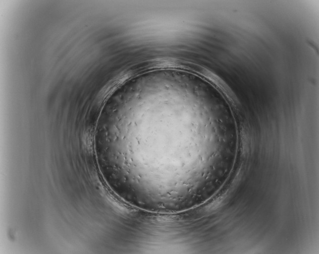 X0000102290857200808011511