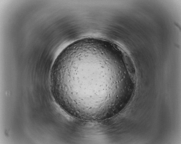 X0000102291056200808011509