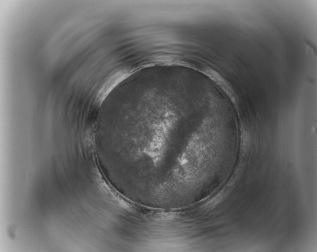 X0000102291385200808011503