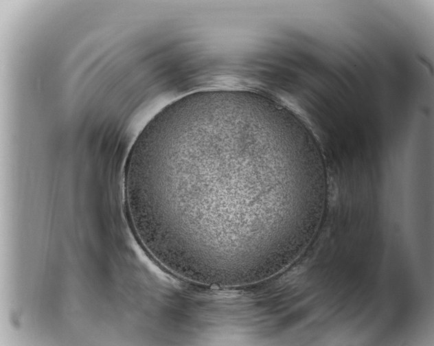 X0000102291479200808011502