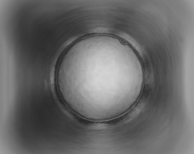 X0000102290437200808081526