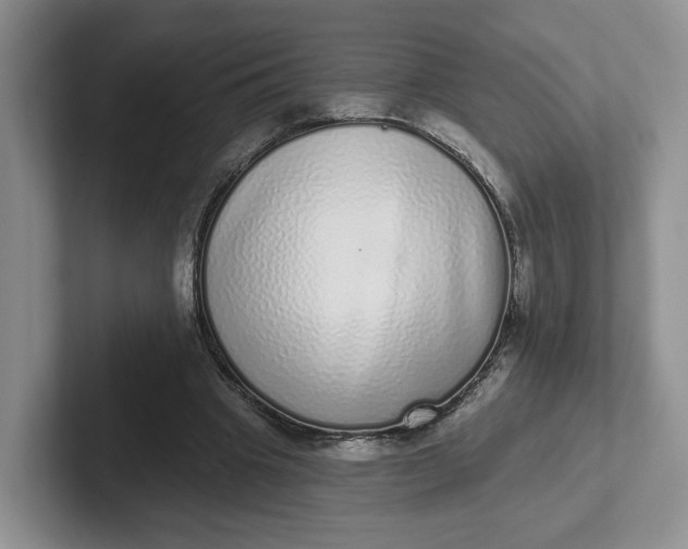 X0000102290441200808081526