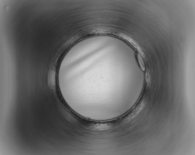 X0000102290445200808081526