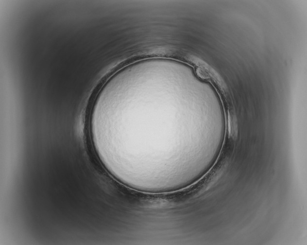 X0000102290483200808081526