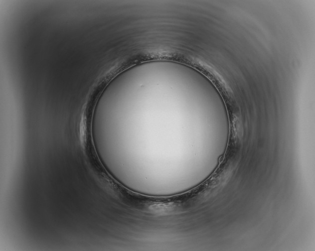 X0000102290494200808081526