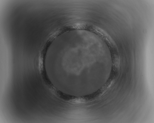 X0000102290696200808081523