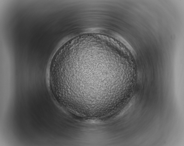 X0000102290994200808081519