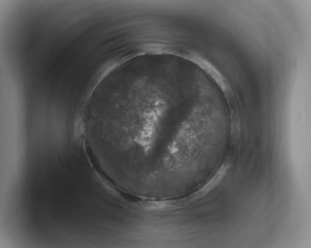 X0000102291385200808081514