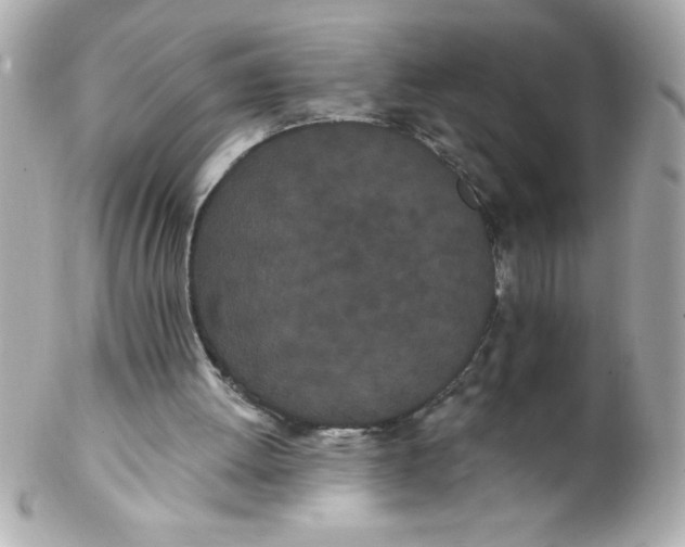 X0000102290052200808152004