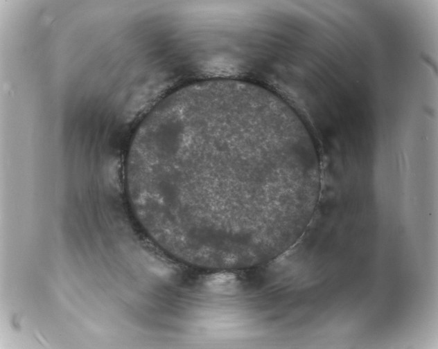 X0000102290162200808152002