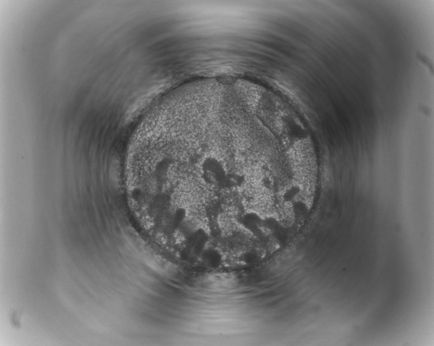 X0000102290353200808151959