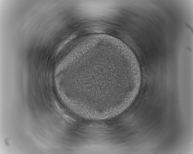 X0000102290386200808151959