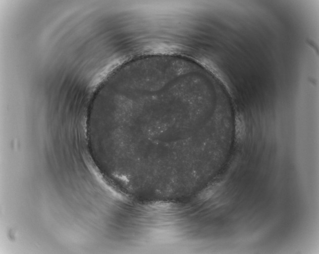 X0000102290581200808151955