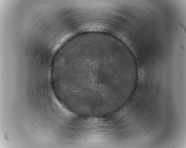 X0000102290629200808151954