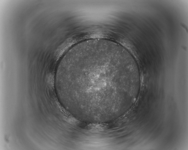 X0000102300297200808011546