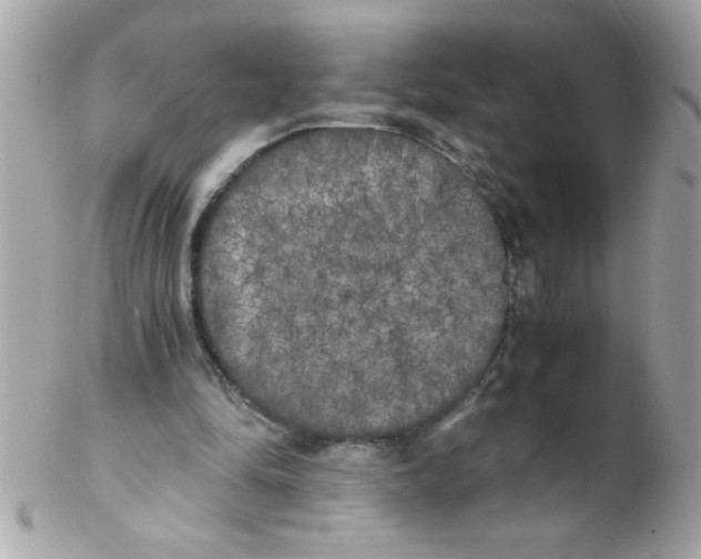 X0000102300294200808152024