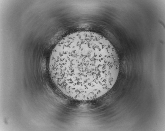 X0000102300504200808152021