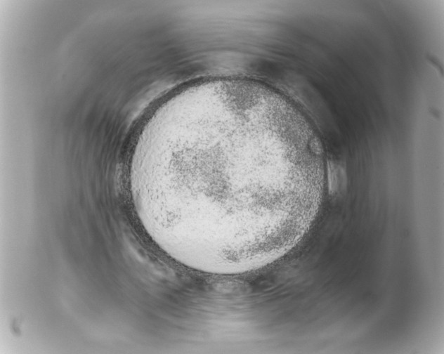 X0000102300579200808152020